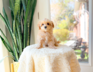 12 week old Maltipoo Puppy For Sale - Simply Southern Pups