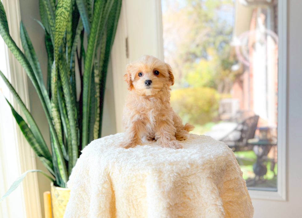 Maltipoo Puppy for Adoption