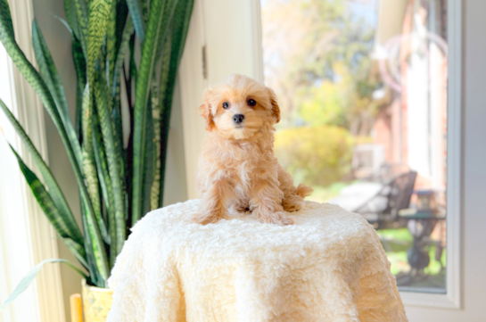 Maltipoo Puppy for Adoption