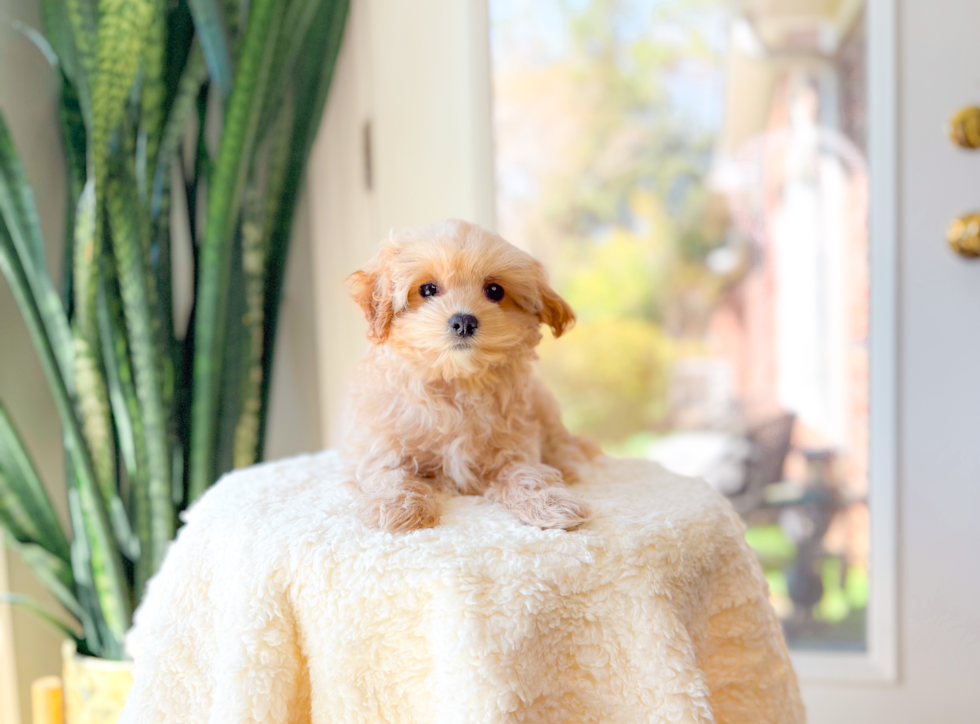 Cute Malt a Poo Poodle Mix Puppy