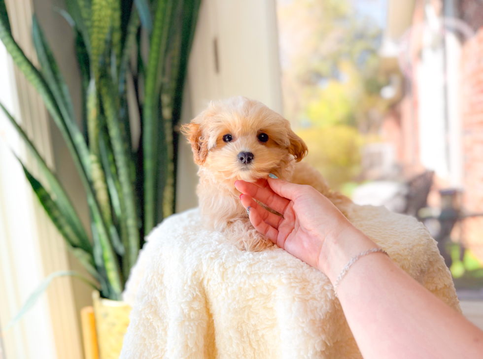 Cute Malt a Poo Poodle Mix Puppy