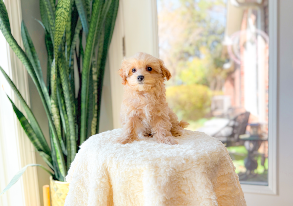 Cute Malt a Poo Poodle Mix Puppy