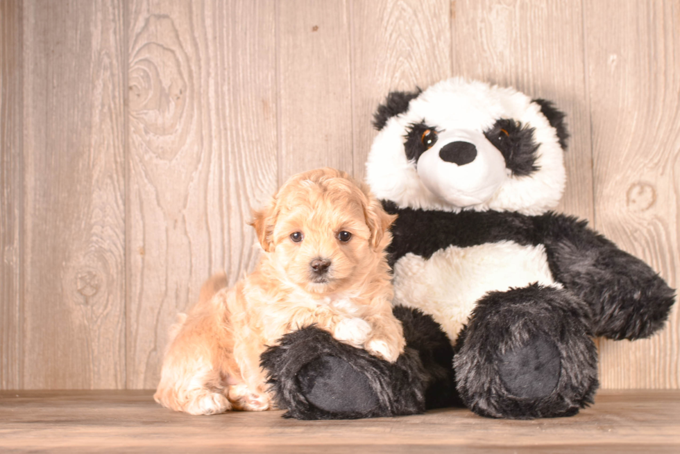 Cute Maltipoo Poodle Mix Pup