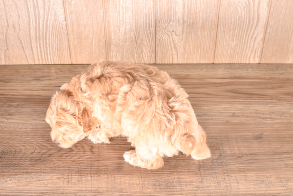 Cute Maltipoo Poodle Mix Pup