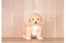 Best Maltipoo Baby