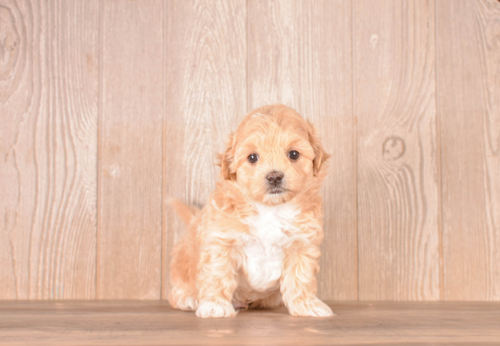 Best Maltipoo Baby