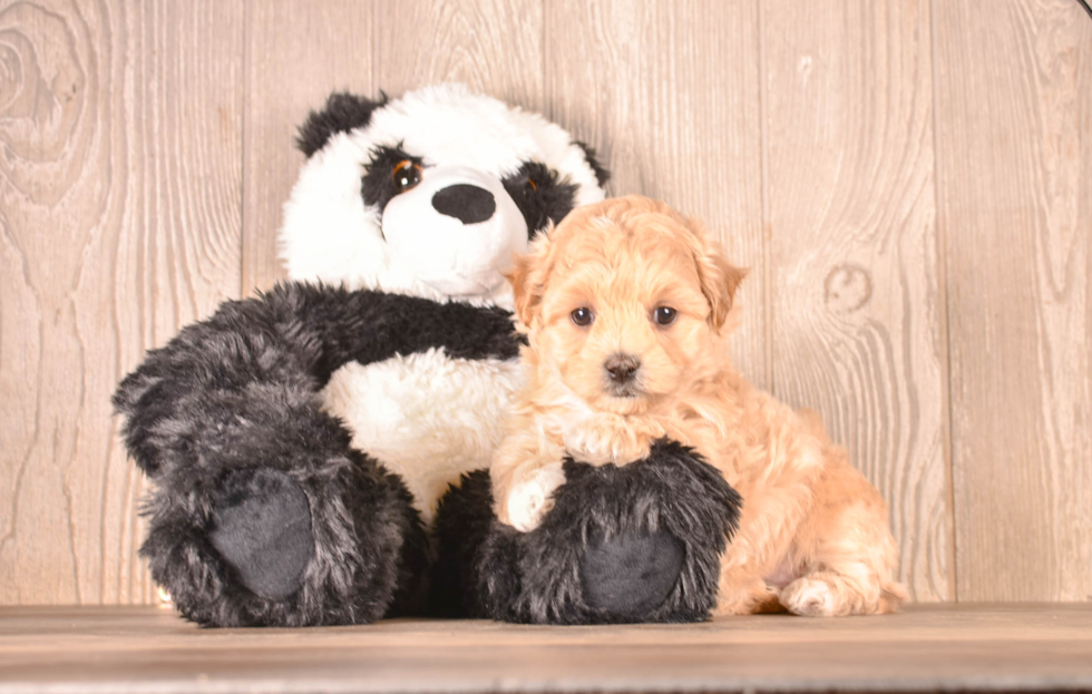 Cute Maltipoo Poodle Mix Pup