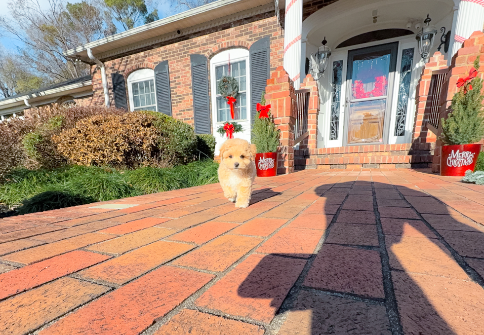 Cute Malt a Poo Poodle Mix Puppy