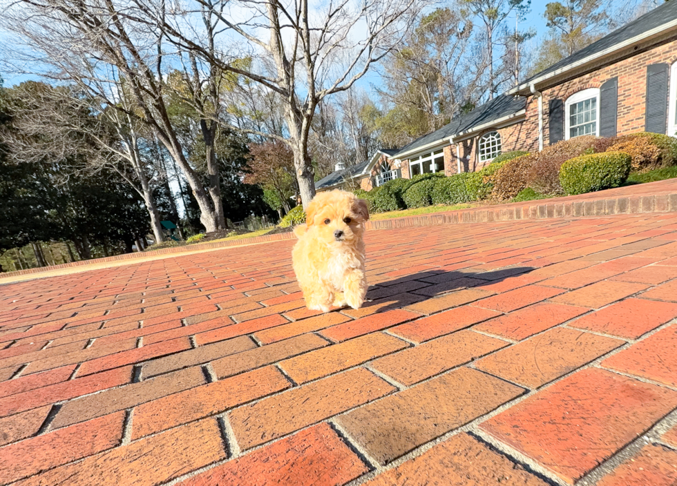 Cute Malt a Poo Poodle Mix Puppy