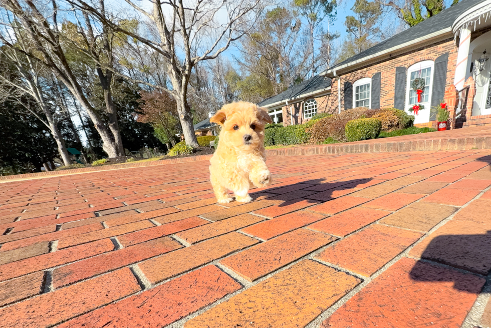 Maltipoo Puppy for Adoption