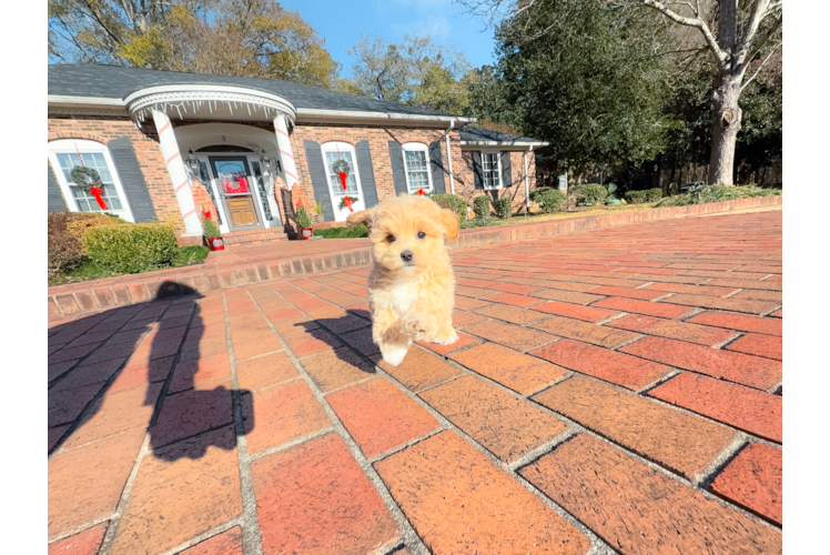 Maltipoo Pup Being Cute