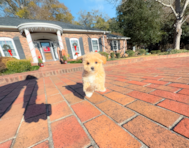 8 week old Maltipoo Puppy For Sale - Simply Southern Pups