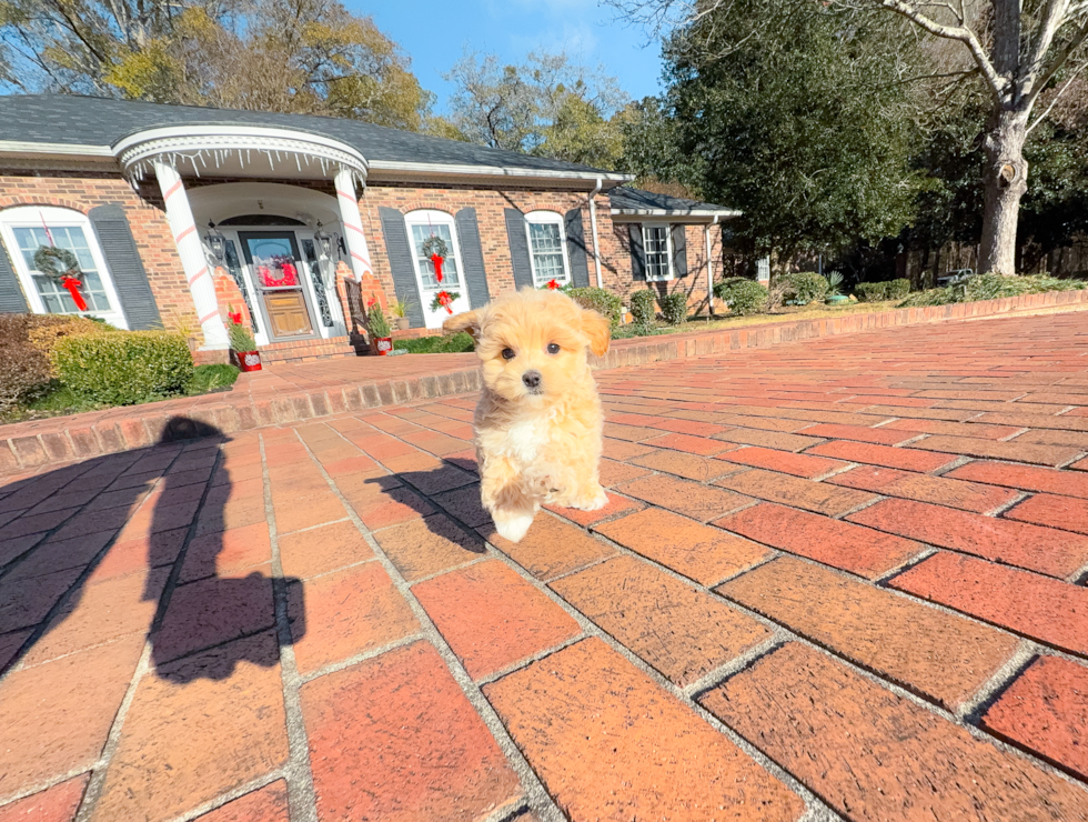 Maltipoo Pup Being Cute