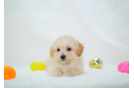 Best Maltipoo Baby