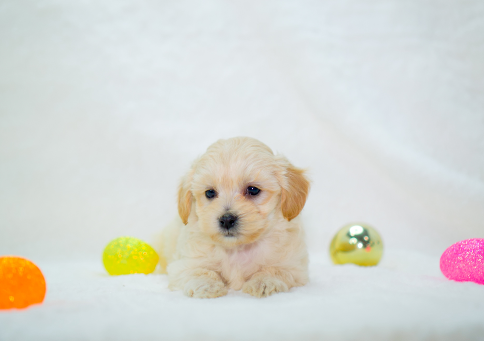 Best Maltipoo Baby