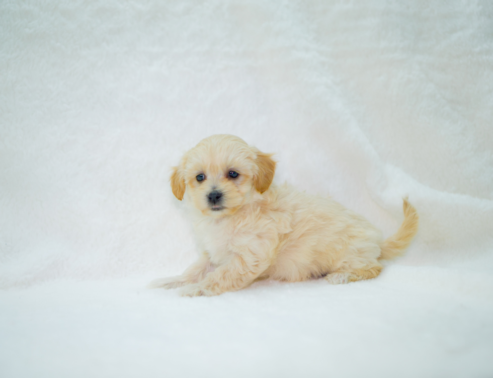 Cute Malt a Poo Poodle Mix Puppy