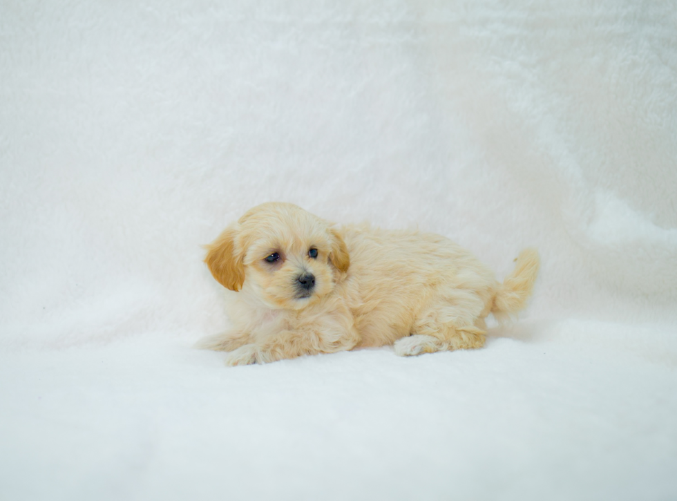 Maltipoo Pup Being Cute