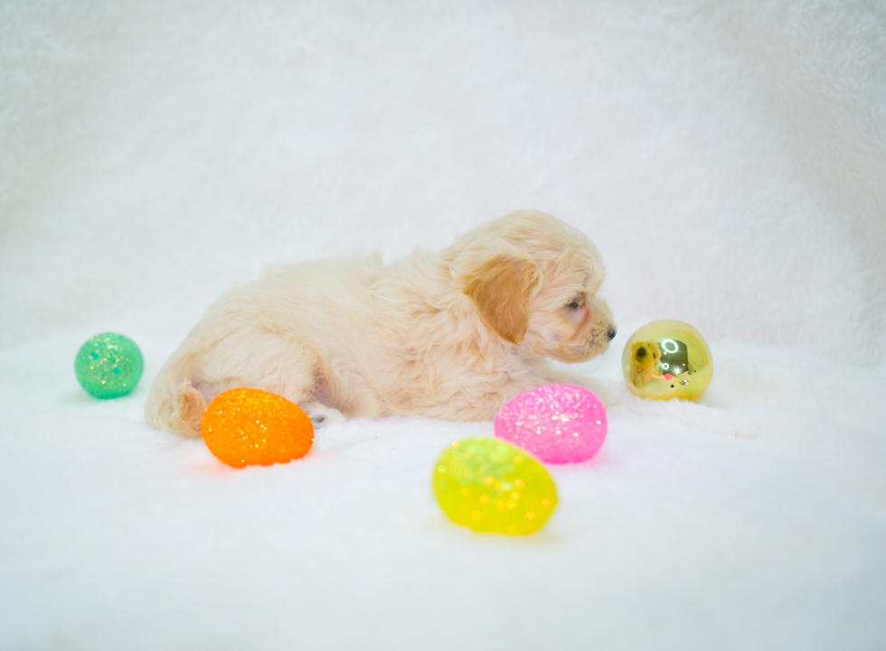 Cute Maltipoo Baby