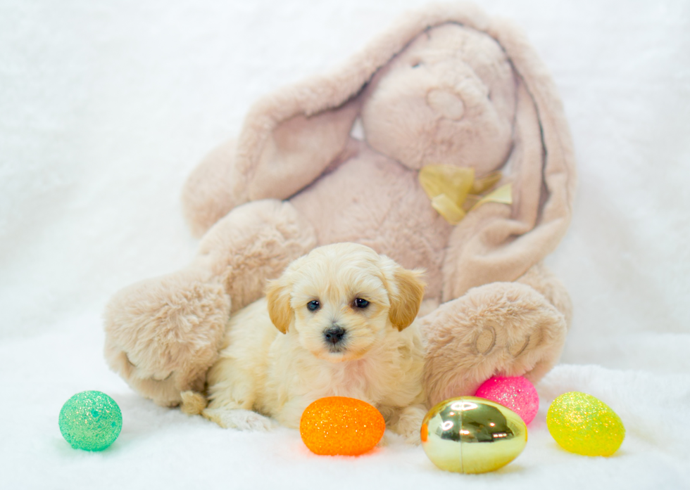 Maltipoo Pup Being Cute