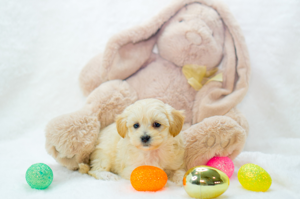 8 week old Maltipoo Puppy For Sale - Simply Southern Pups