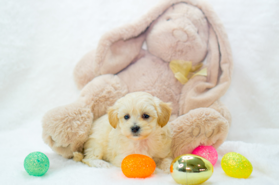 Maltipoo Pup Being Cute