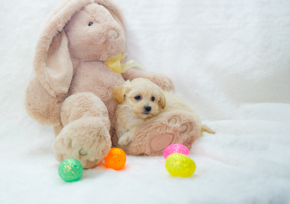 Maltipoo Puppy for Adoption