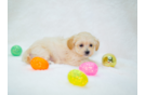 Maltipoo Pup Being Cute