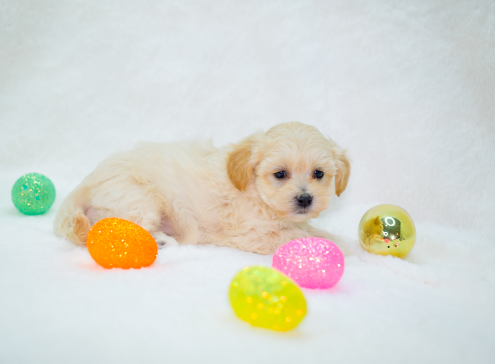 Maltipoo Pup Being Cute