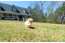 Maltipoo Puppy for Adoption