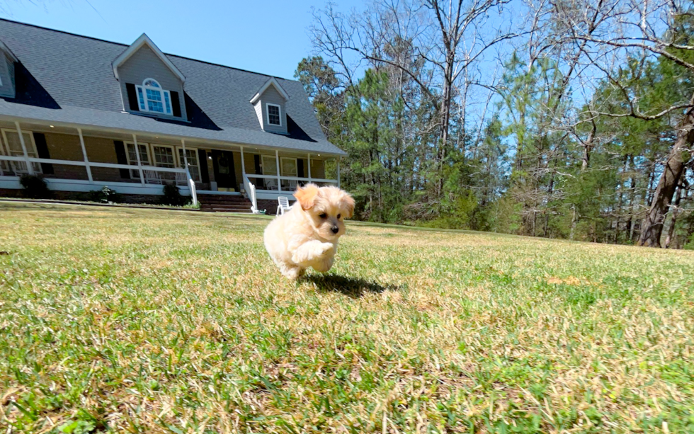 Maltipoo Puppy for Adoption