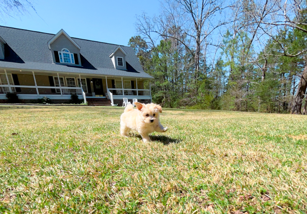 Cute Maltipoo Baby