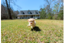 Cute Maltipoo Poodle Mix Pup