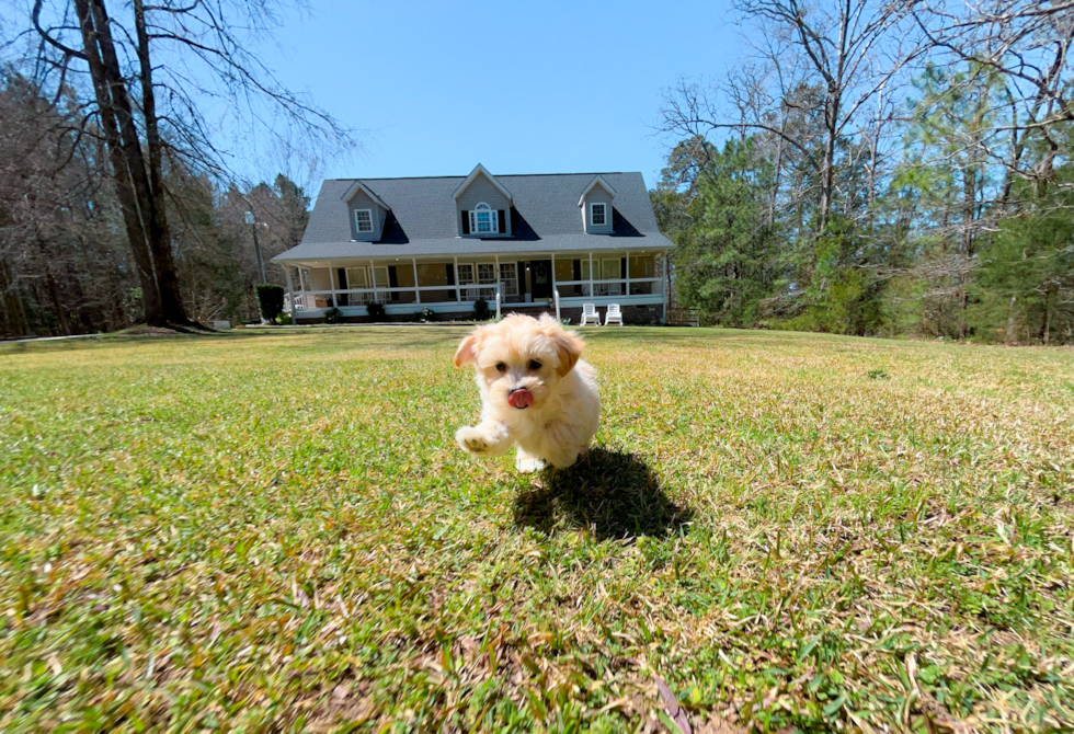 Cute Maltipoo Poodle Mix Pup