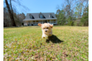 Cute Maltipoo Poodle Mix Pup