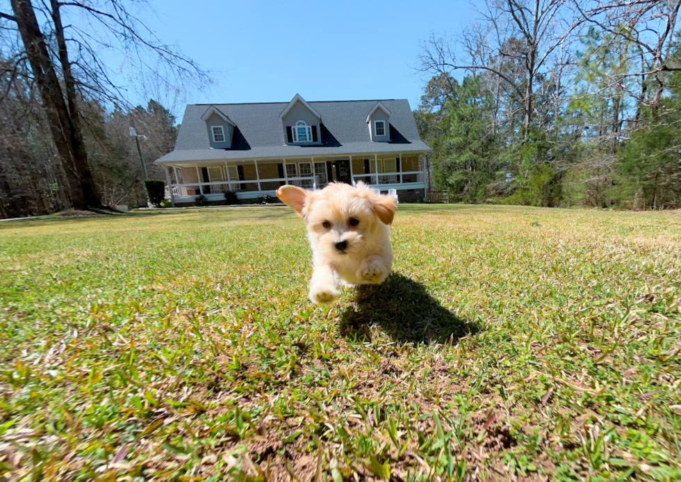 Cute Maltipoo Poodle Mix Pup