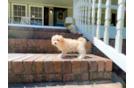 Maltipoo Puppy for Adoption
