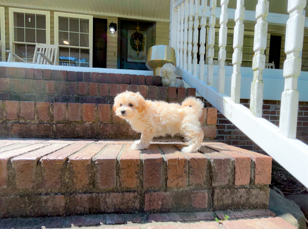 Maltipoo Puppy for Adoption