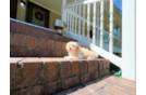 Cute Maltipoo Poodle Mix Pup