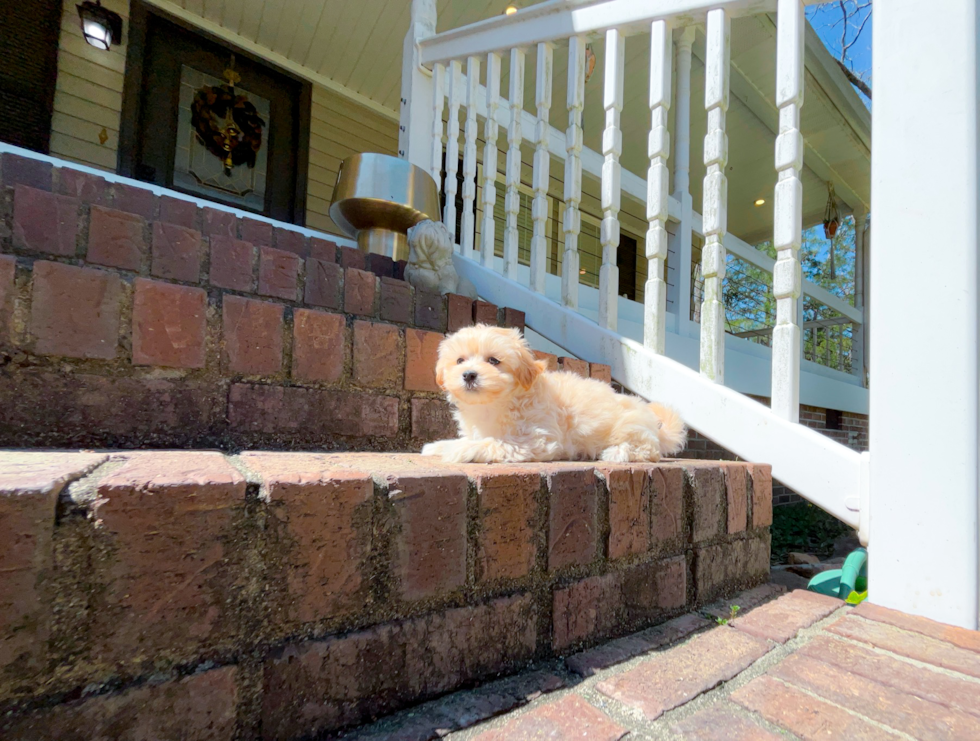 Cute Maltipoo Poodle Mix Pup