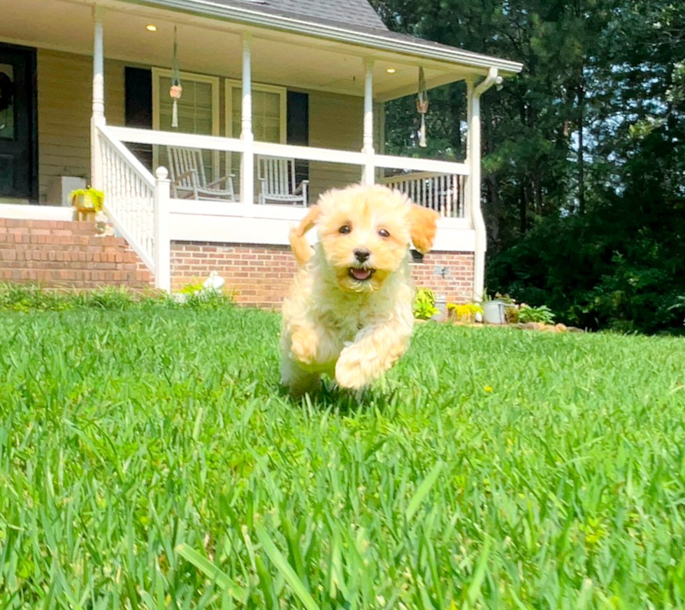 Cute Malt a Poo Poodle Mix Puppy