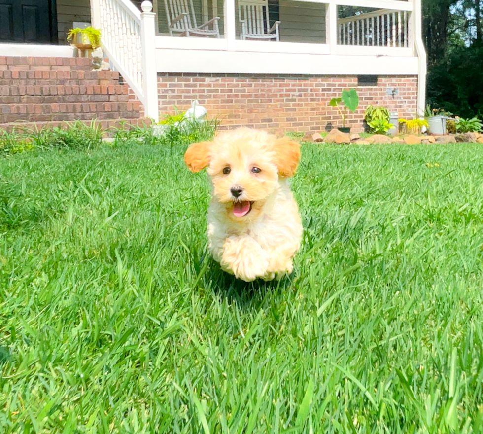 Cute Maltipoo Baby
