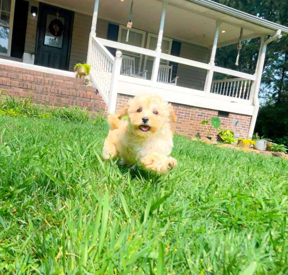 Cute Malt a Poo Poodle Mix Puppy