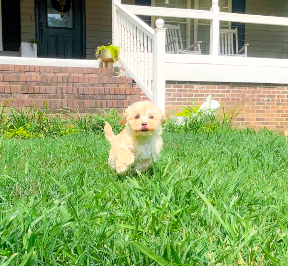 Maltipoo Pup Being Cute