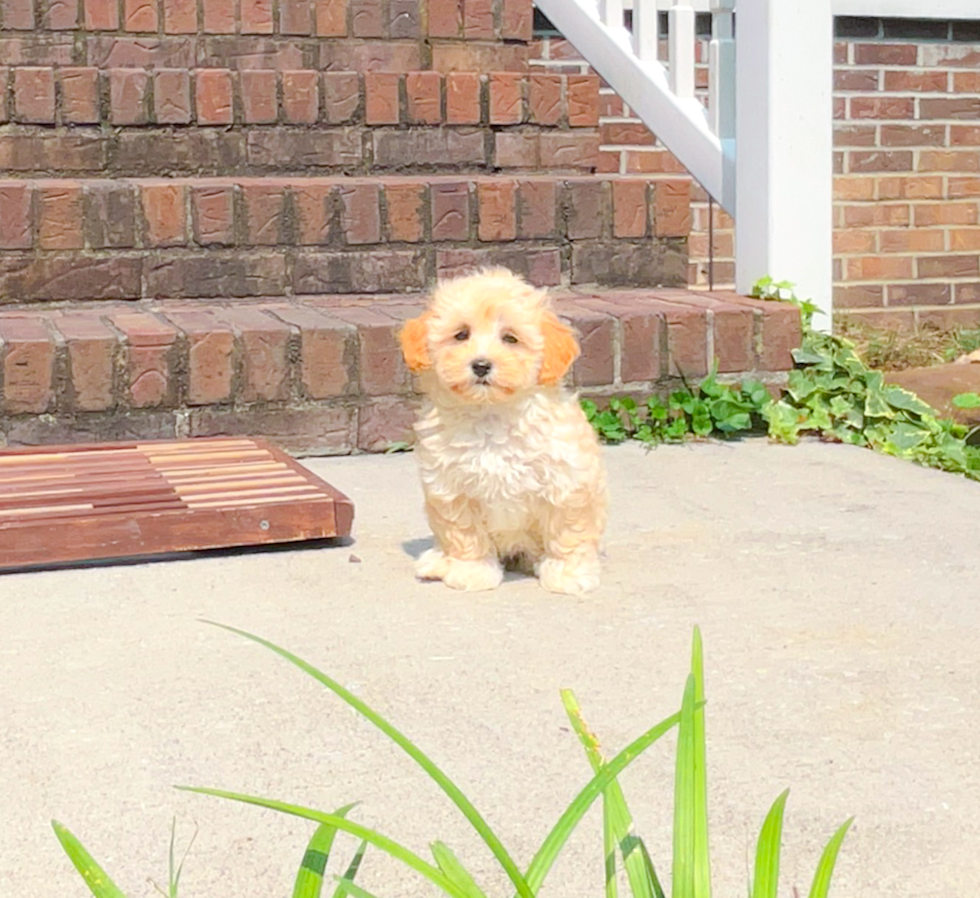 Cute Malt a Poo Poodle Mix Puppy