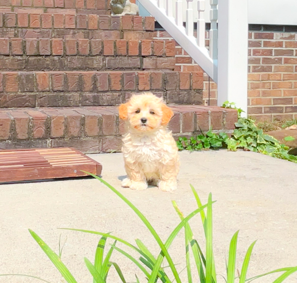 Best Maltipoo Baby