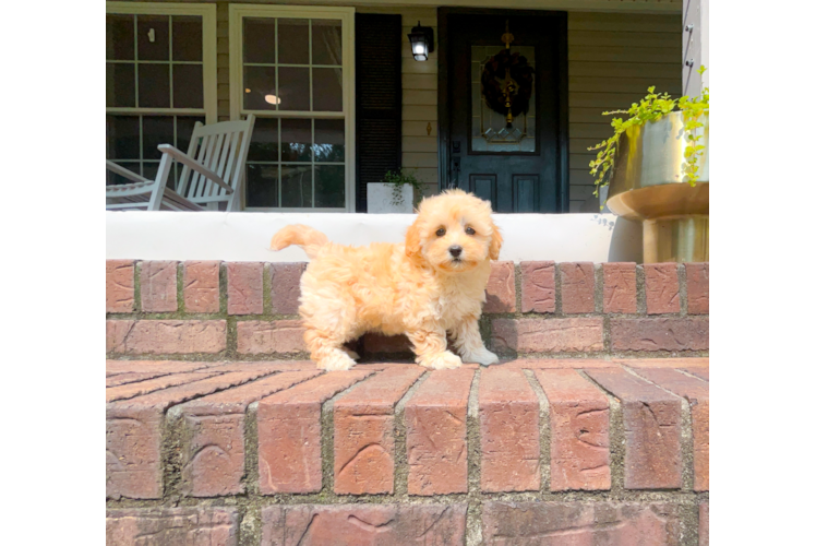 Cute Malt a Poo Poodle Mix Puppy