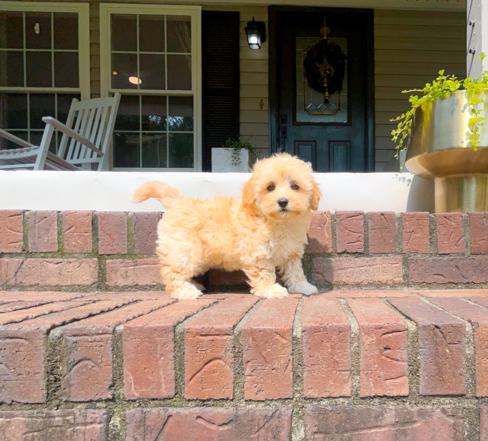 Cute Malt a Poo Poodle Mix Puppy