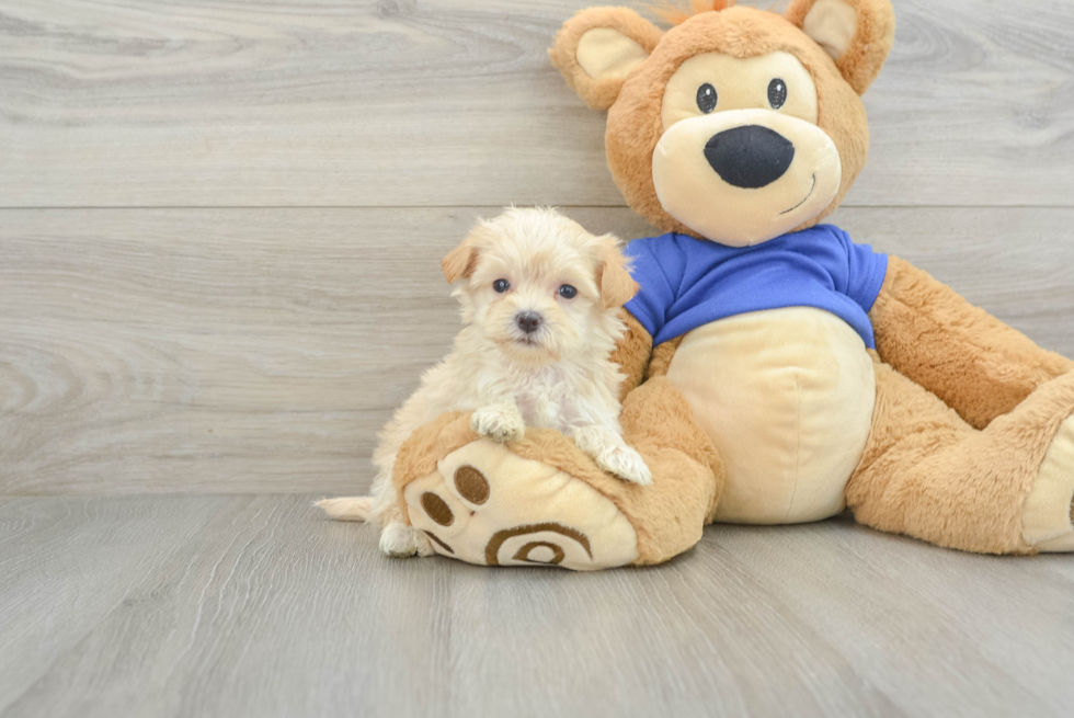 Maltipoo Puppy for Adoption