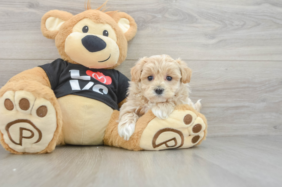 5 week old Maltipoo Puppy For Sale - Simply Southern Pups