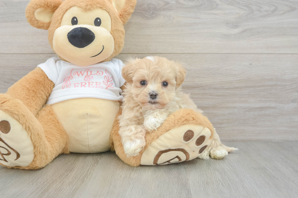 6 week old Maltipoo Puppy For Sale - Simply Southern Pups